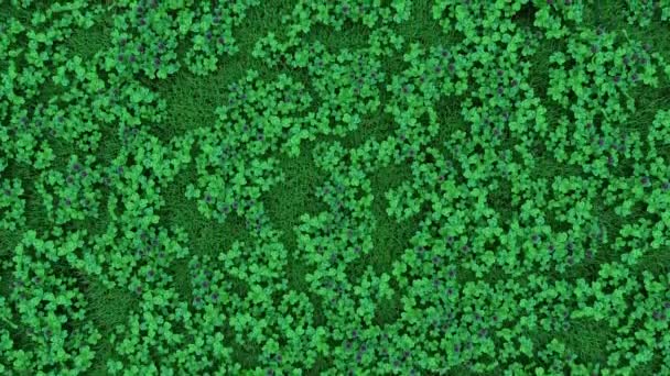 Camera Moves Grassy Clearing Densely Growing Clover — Stock Video