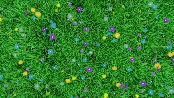 Renkli Bahar Çiçek Papatya Ile Otsu Çayır Üzerinde Kamera Taşır — Stok video