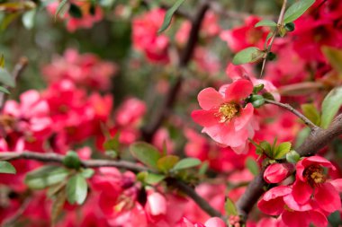 yeşil bir çalı yakın ilkbaharda güzel kırmızı çiçekler