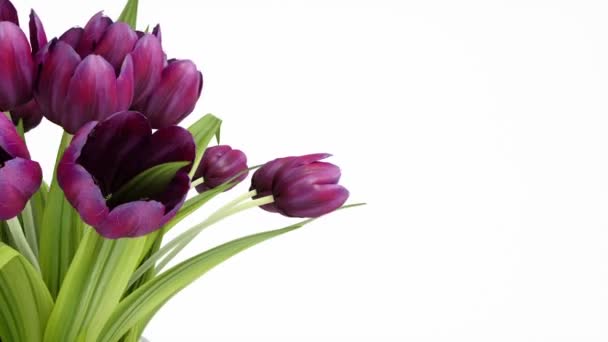 Bouquet Purple Violet Tulips Rotates Left Side Screen Alpha Channel — Stock Video