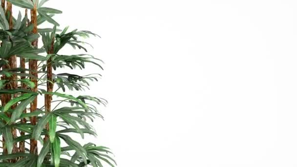 小型热带植物在屏幕左侧旋转 阿尔法通道透明 — 图库视频影像