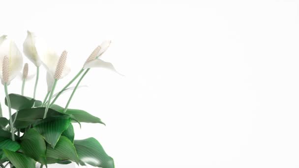 White Flowers Spathiphyllum Rotates Left Side Screen Alpha Channel Transparency — Stock Video