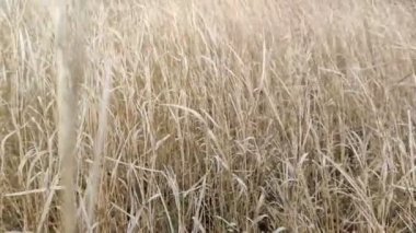 Kuru otlar rüzgarda sallanıyor.