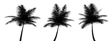 Üç siyah tropikal bitki silueti beyaz arka planda, üç boyutlu illüstrasyon üzerine kapanır.