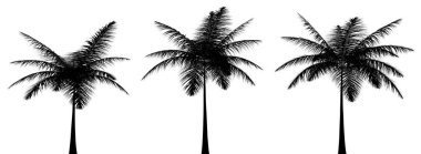 Üç siyah tropikal bitki silueti beyaz arka planda, üç boyutlu illüstrasyon üzerine kapanır.