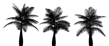 Üç siyah tropikal bitki silueti beyaz arka planda, üç boyutlu illüstrasyon üzerine kapanır.