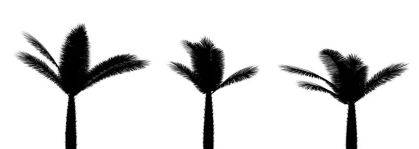Trzy Czarne Sylwetki Tropikalnych Roślin Bliska Białym Tle Ilustracja — Zdjęcie stockowe