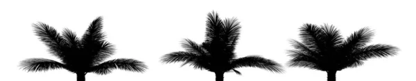 三幅热带植物的黑色剪影 背景为白色 3D图解 — 图库照片