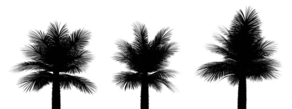 Three Black Silhouettes Tropical Plants Close White Background Illustration — Stock Photo, Image