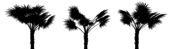 Trois Silhouettes Noires Plantes Tropicales Gros Plan Sur Fond Blanc — Photo