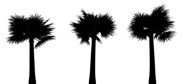 Tři Černé Siluety Tropických Rostlin Zblízka Bílém Pozadí Ilustrace — Stock fotografie