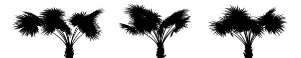 Drie Zwarte Silhouetten Van Tropische Planten Close Een Witte Achtergrond — Stockfoto