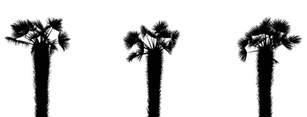 三幅热带植物的黑色剪影 背景为白色 3D图解 — 图库照片