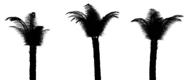 Három Fekete Sziluett Trópusi Növények Közel Egy Fehér Háttér Illusztráció — Stock Fotó