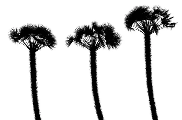 Trois Silhouettes Noires Plantes Tropicales Gros Plan Sur Fond Blanc — Photo