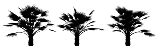 Trois Silhouettes Noires Plantes Tropicales Gros Plan Sur Fond Blanc — Photo