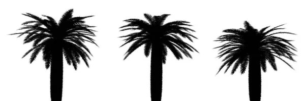 Три Черных Силуэта Тропических Растений Закрываются Белом Фоне Иллюстрация — стоковое фото
