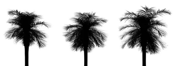 Trois Silhouettes Noires Plantes Tropicales Gros Plan Sur Fond Blanc — Photo