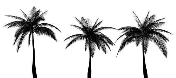 Drei Schwarze Silhouetten Tropischer Pflanzen Nahaufnahme Auf Weißem Hintergrund Illustration — Stockfoto