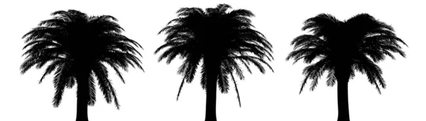 Три Черных Силуэта Тропических Растений Закрываются Белом Фоне Иллюстрация — стоковое фото