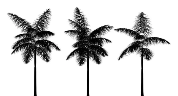 Three Black Silhouettes Tropical Plants Close White Background Illustration — Stock Photo, Image