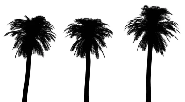 Tři Černé Siluety Tropických Rostlin Zblízka Bílém Pozadí Ilustrace — Stock fotografie