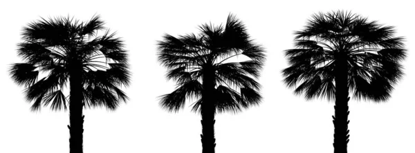 Three Black Silhouettes Tropical Plants Close White Background Illustration — Stock Photo, Image