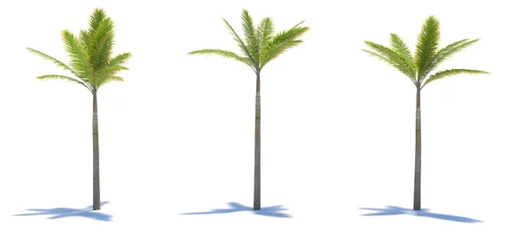 Tre Tropiska Växter Närbild Vit Bakgrund Illustration — Stockfoto