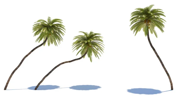 Tres Plantas Tropicales Primer Plano Sobre Fondo Blanco Ilustración — Foto de Stock