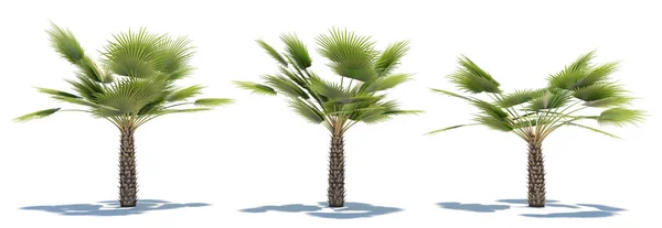 三株热带植物在白色背景下的特写 3D插图 — 图库照片