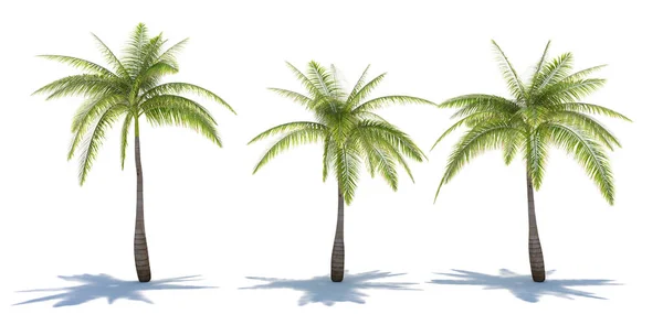 三株热带植物在白色背景下的特写 3D插图 — 图库照片