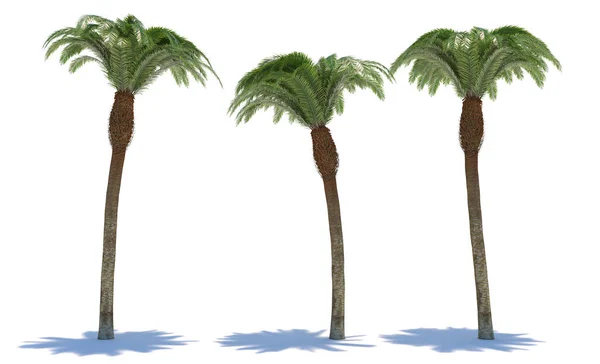 Tre Piante Tropicali Primo Piano Sfondo Bianco Illustrazione — Foto Stock