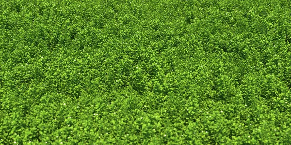 Στερεό Χαλί Από Πράσινο Γρασίδι Γκρο Πλαν Εικονογράφηση — Φωτογραφία Αρχείου