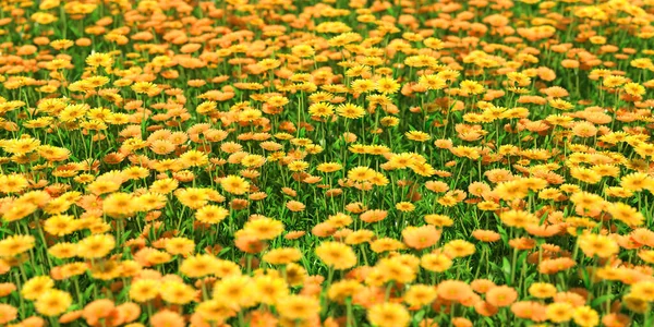 solid carpet of yellow flowers close-up, 3d illustration