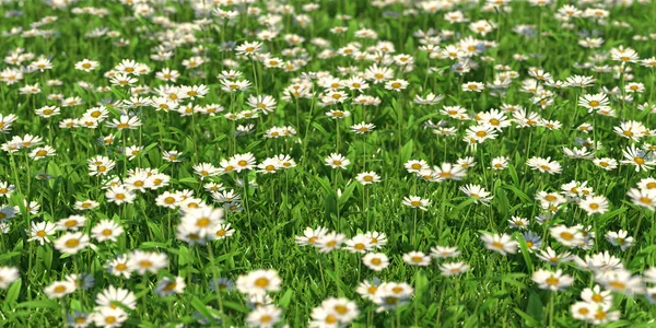 Solid Carpet White Flowers Close Illustration — Stock Photo, Image