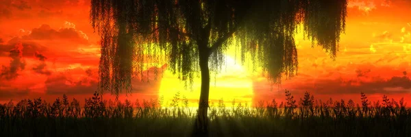 Copac Fundalul Unui Apus Soare Frumos Ilustrație — Fotografie, imagine de stoc