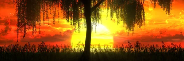 Baum Auf Dem Hintergrund Eines Wunderschönen Sonnenuntergangs Illustration — Stockfoto