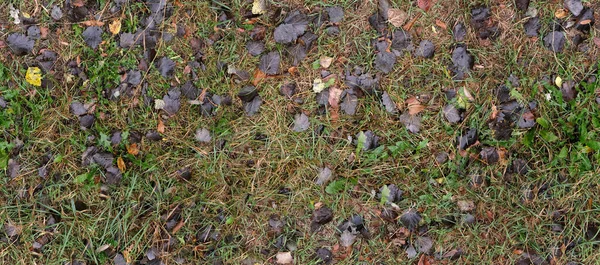 Nahtloses Herbstmuster Aus Nassem Gras Und Abgefallenem Laub — Stockfoto