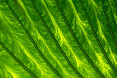 Tropikal sarı ve yeşil yaprak parçası 