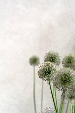 Gri duvar karşı bitkiler