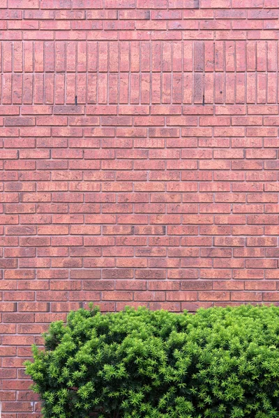 垂直の赤レンガの壁と緑のブッシュ — ストック写真
