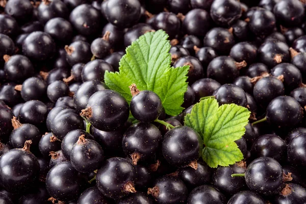 Black Currant Berry Background — Stock Photo, Image