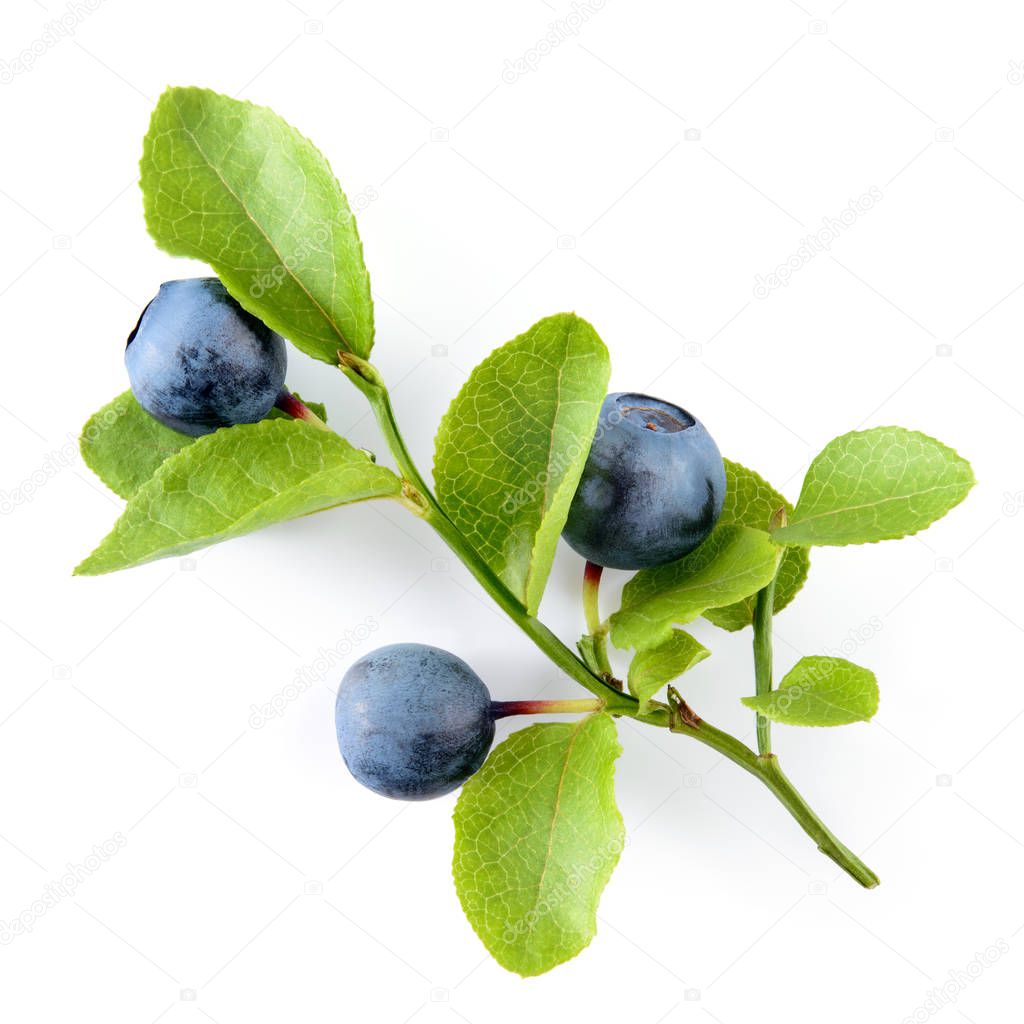 Blueberry. Branch with leaves isolated on white background