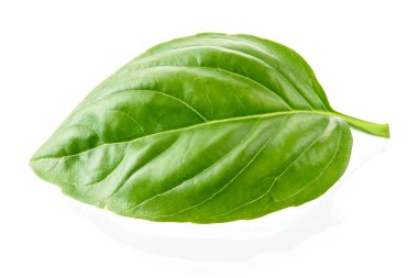 Beyaz arka planda izole edilmiş fesleğen yaprağı. Makro.