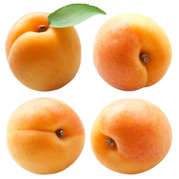杏子被隔离 杏色在白色背景 — 图库照片
