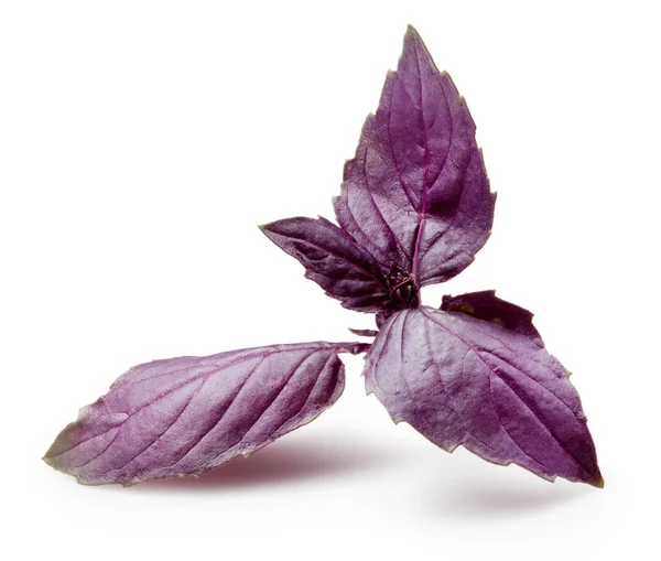 Frisches Violettes Basilikum Isoliert Auf Weiß — Stockfoto