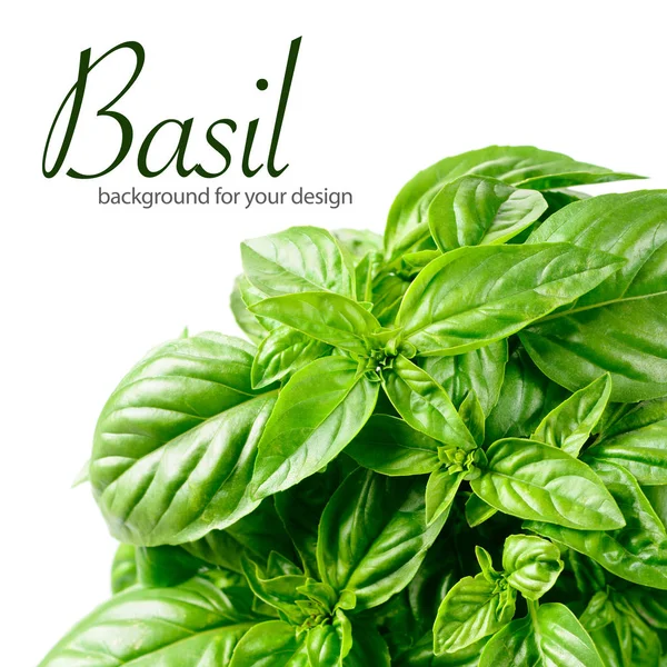 Čerstvé Zelené Bazalky Basil Samostatný — Stock fotografie