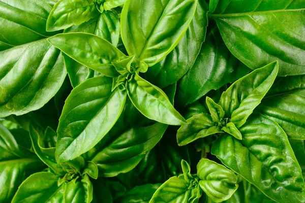 Basil background. Fresh basil leaves.