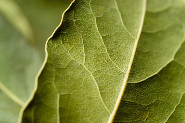 Bay Leaf Macro Green Background — Stock Photo, Image