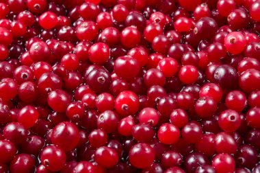 Suda taze kızılcık. Damlalı kırmızı dutlar. Yemekler geldi.